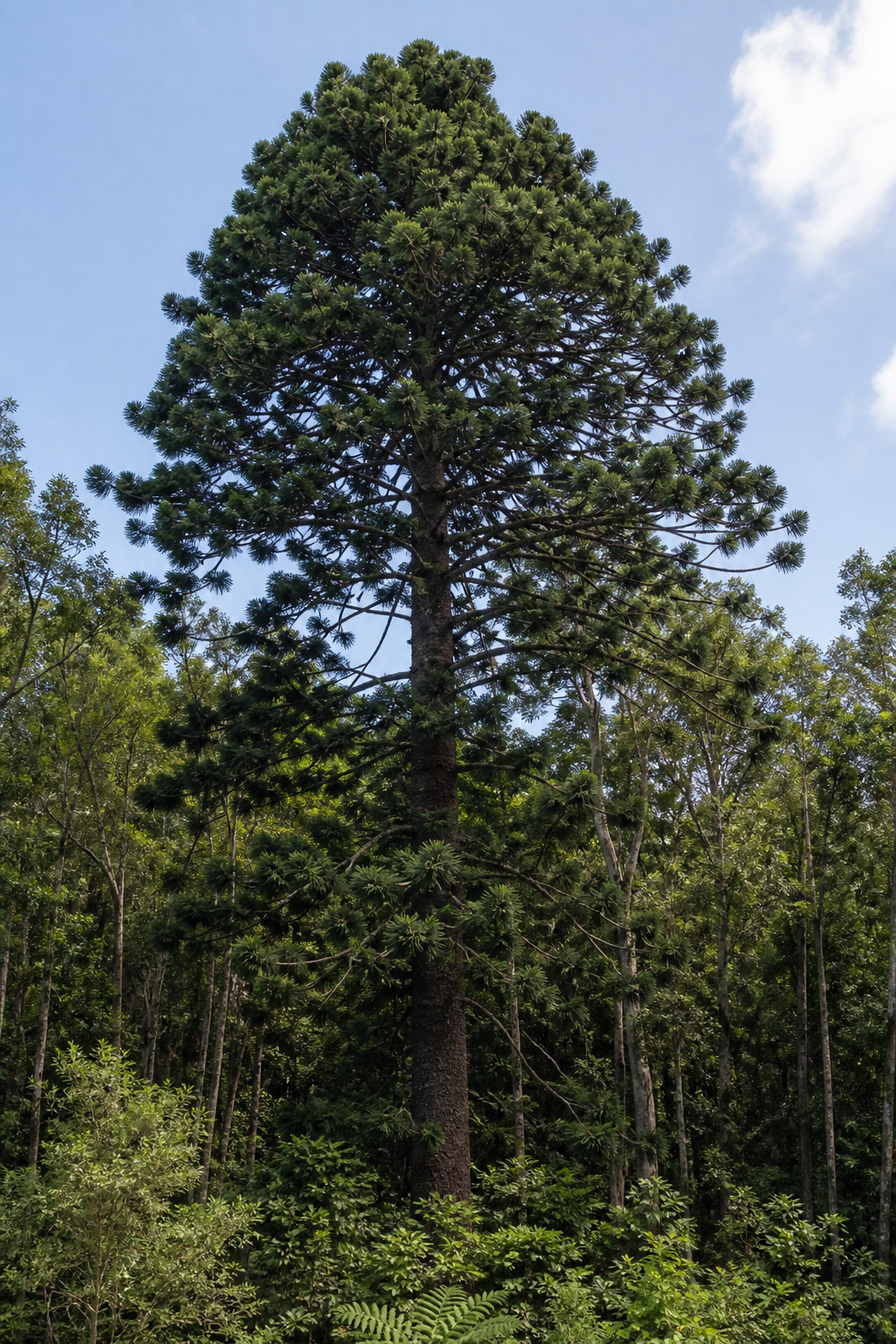 Mature Bunya Pine tree with massive trunk and broad domed crown