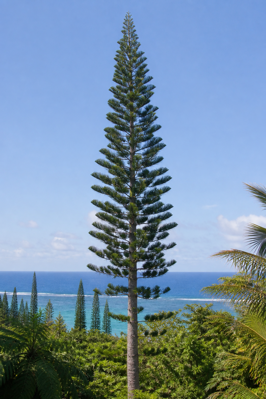 Mature Cook Pine tree with a tall straight trunk and high whorled crown