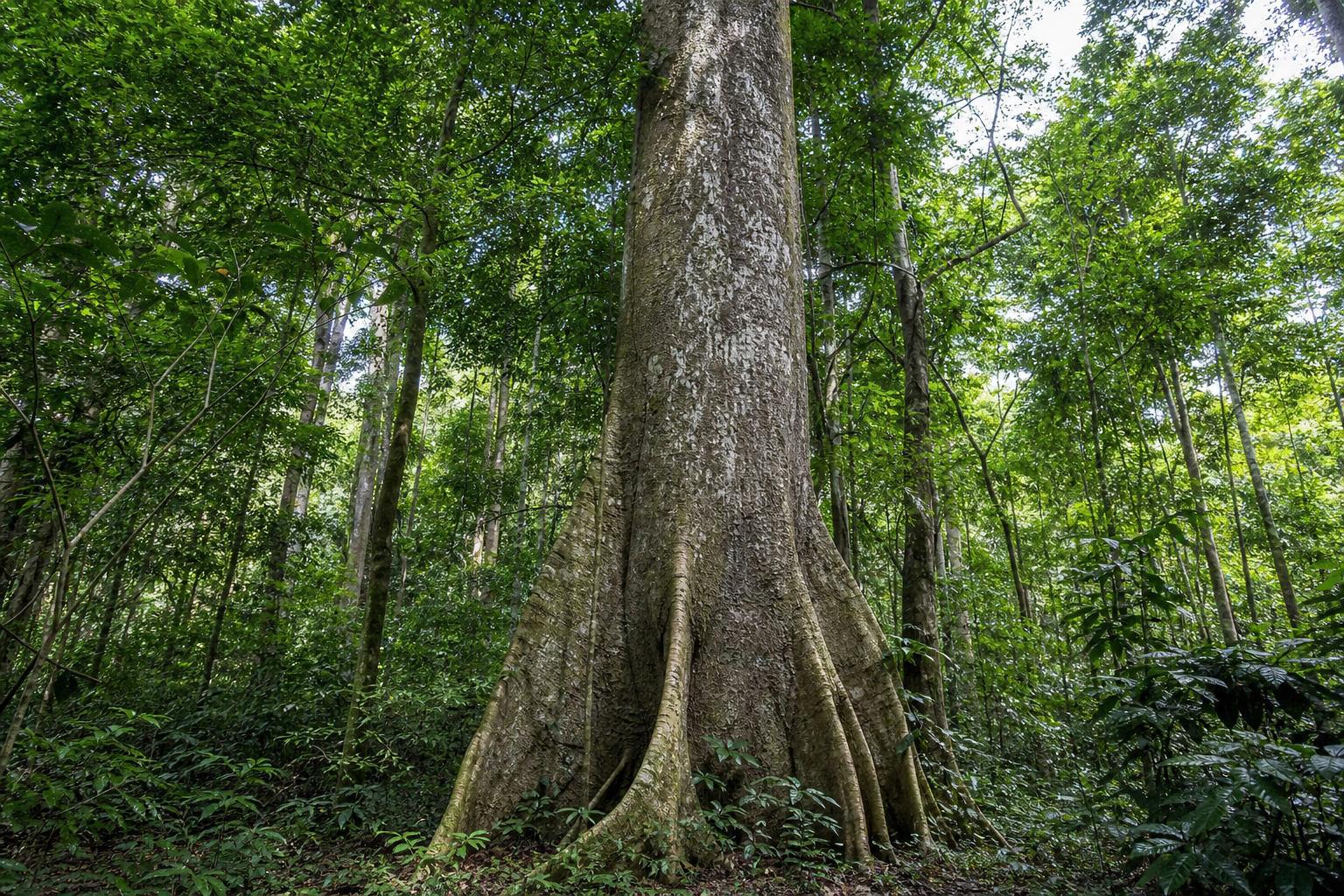 East African Mahogany tree in tropical forest