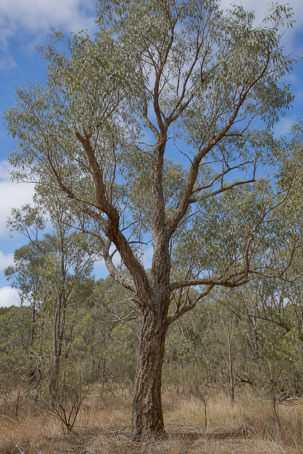 Mature Grey Box tree with smooth mottled bark in South Australian woodland