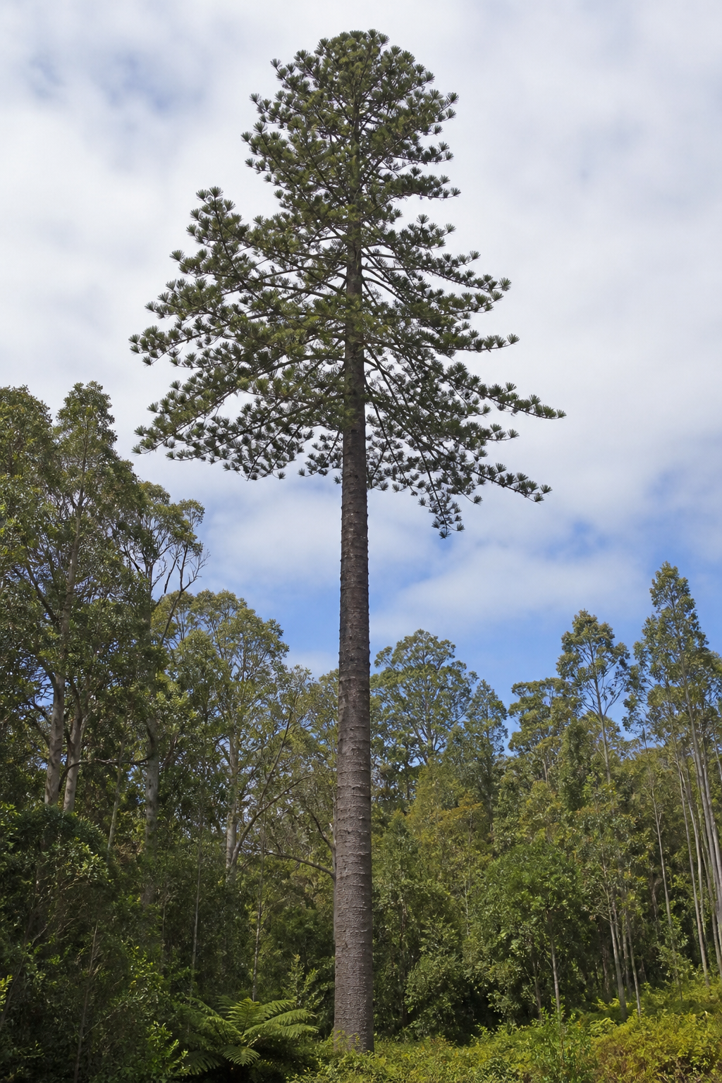 Mature Hoop Pine tree with a tall straight trunk and high whorled crown