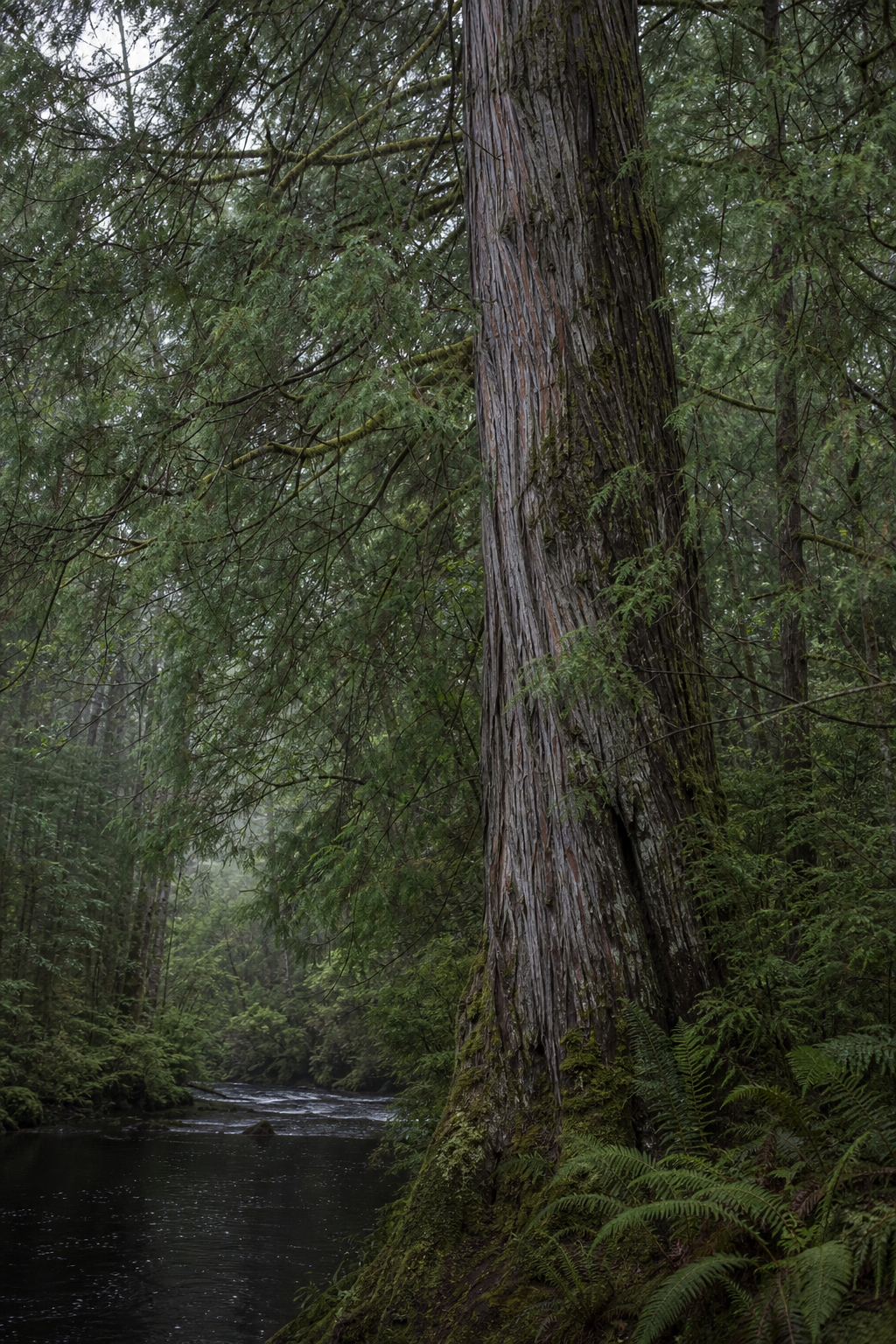 Mature Huon Pine beside a river in Tasmanian cool temperate rainforest