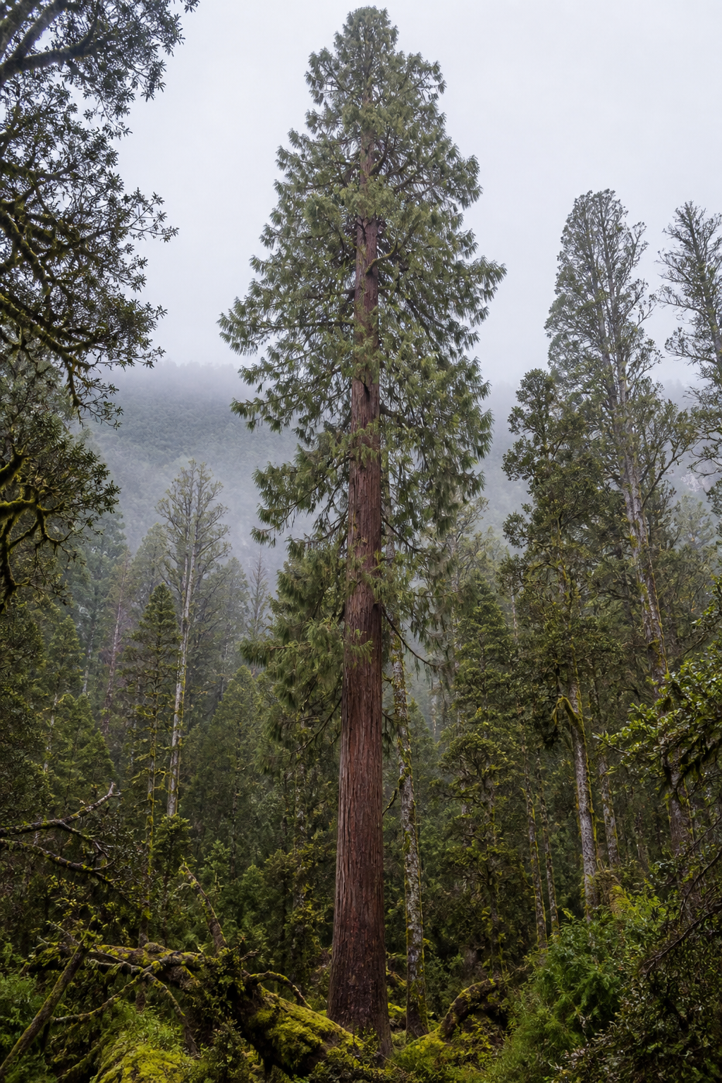 Mature King Billy Pine in Tasmanian mountain rainforest