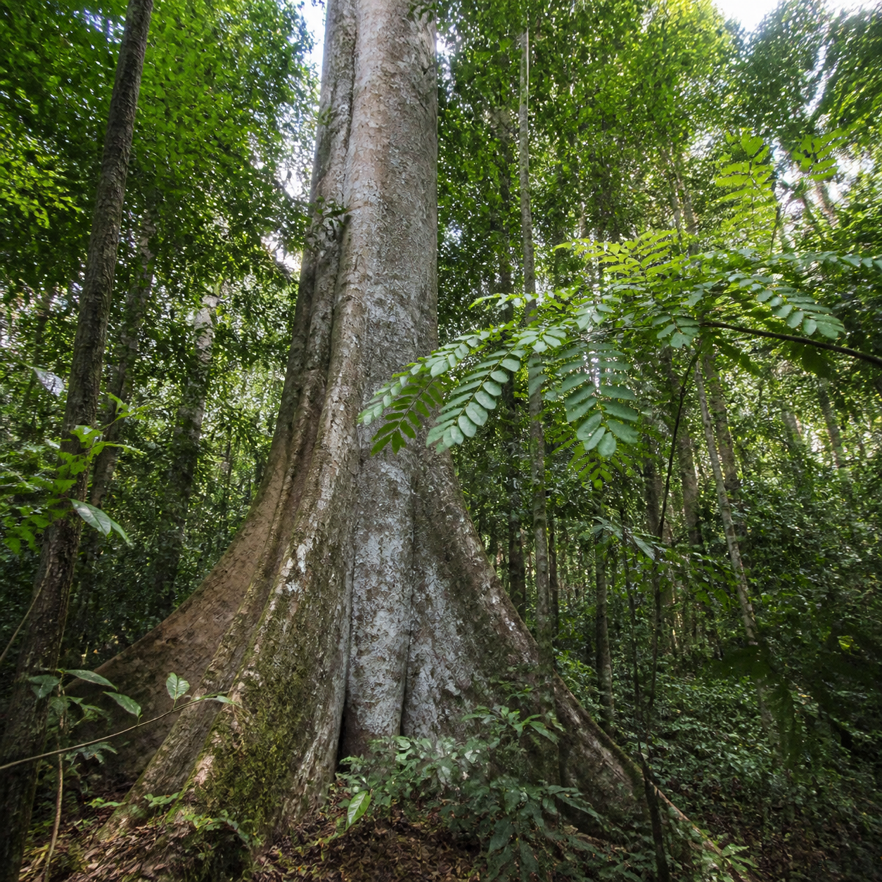 Madagascar Mahogany tree