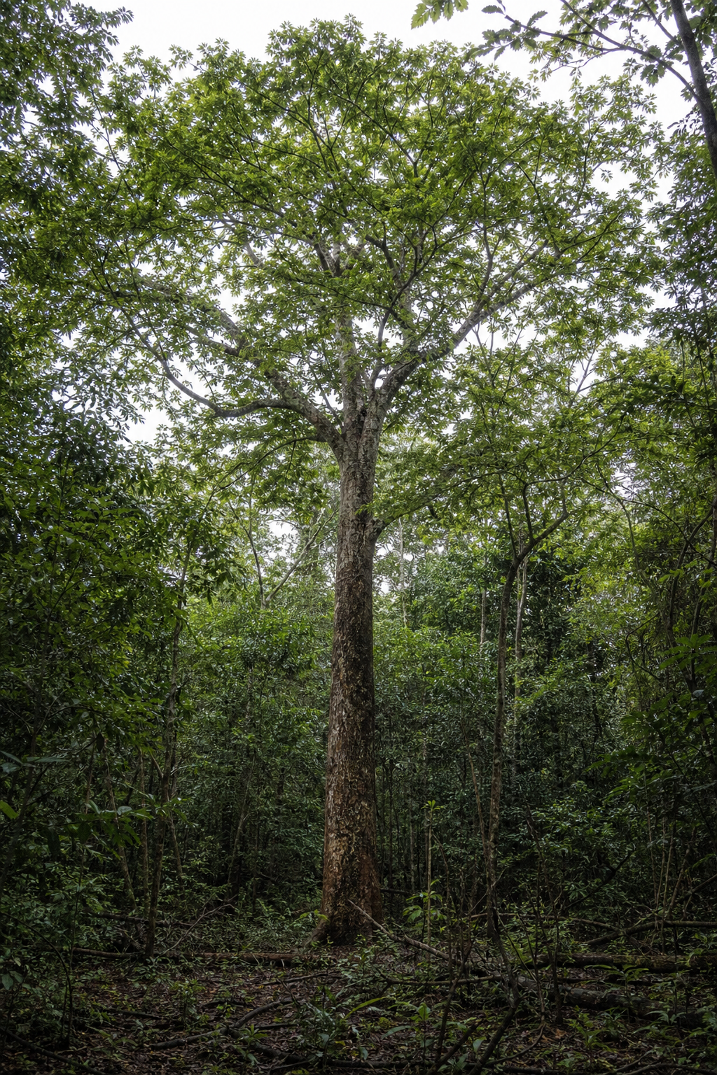 Mature Madagascar rosewood tree in humid eastern Madagascar forest
