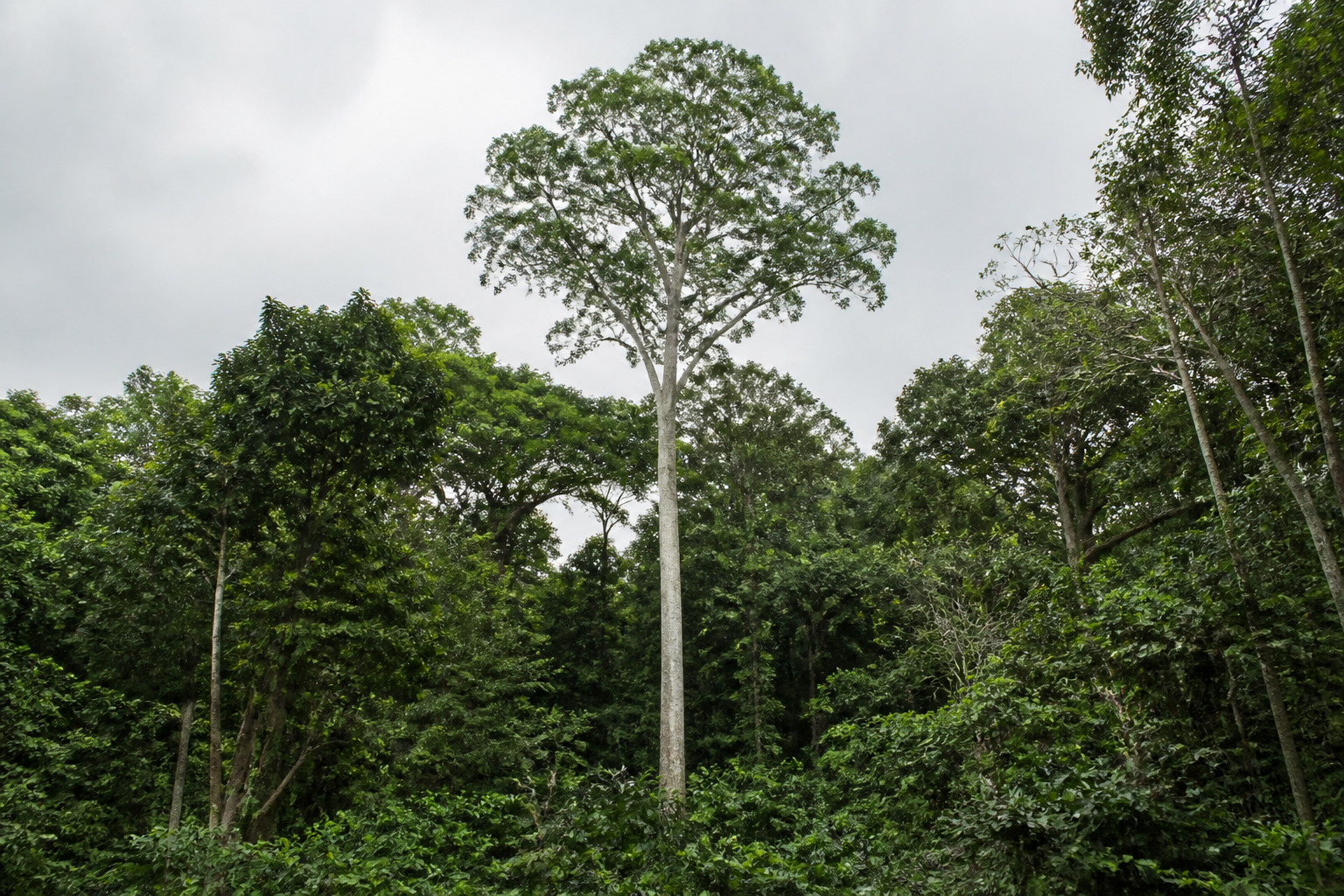 Mature Pterocarpus mildbraedii tree in humid African forest