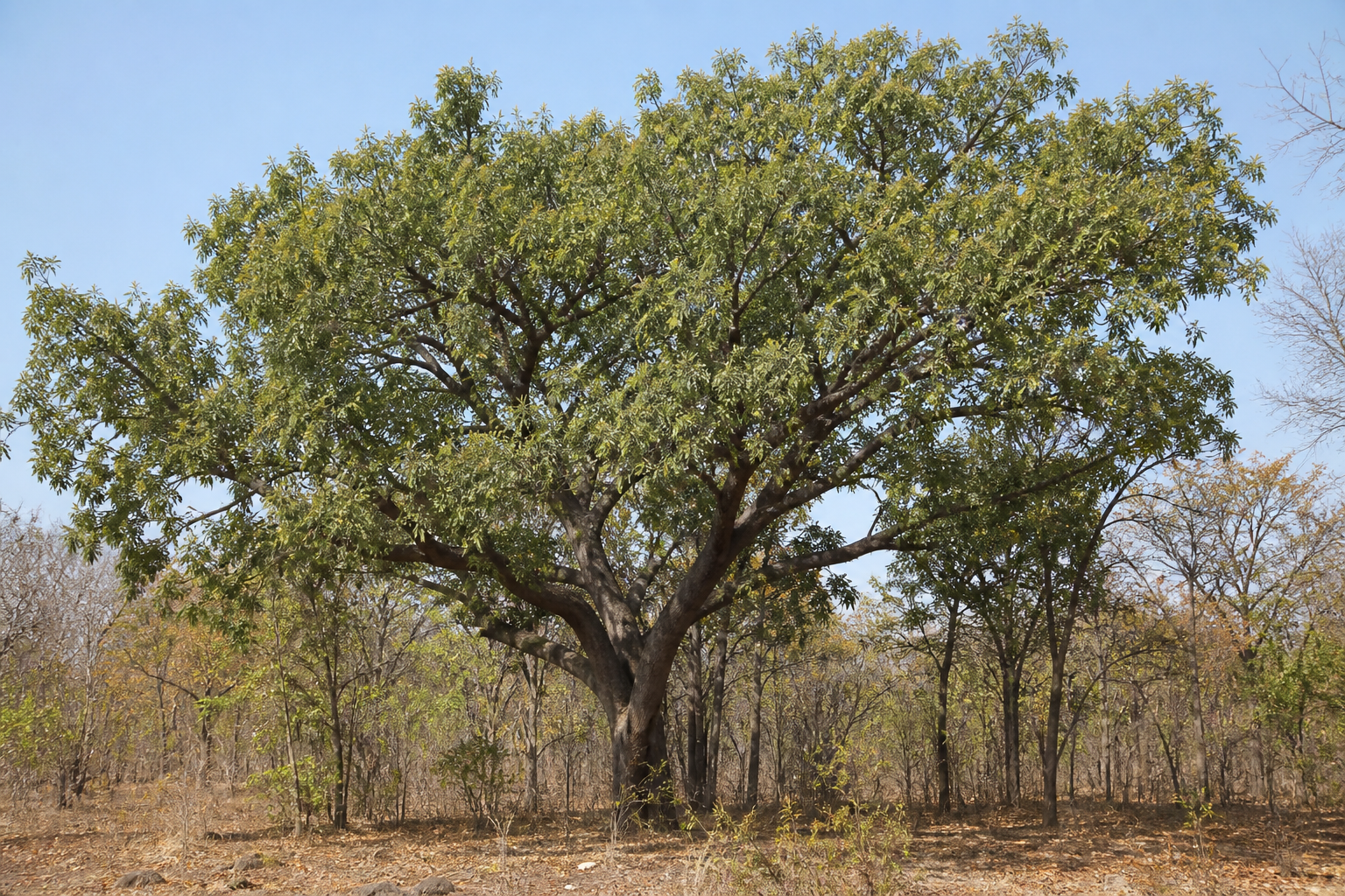 Mukula tree in dry African woodland
