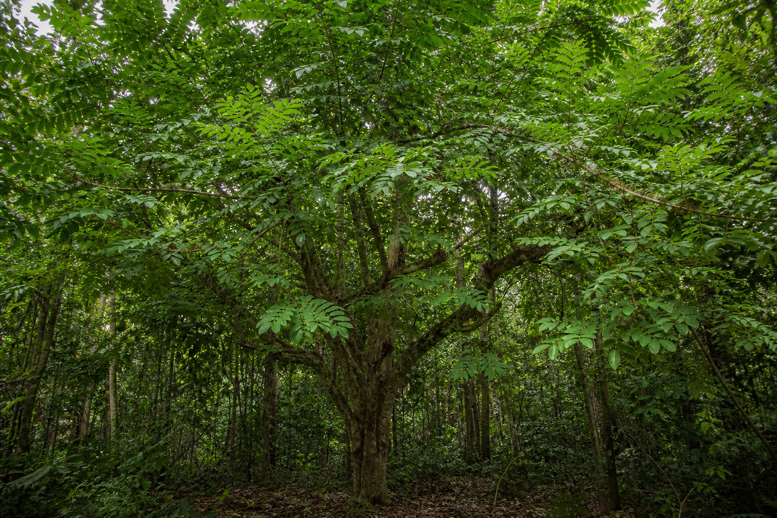 Pterocarpus osun tree in West African lowland forest