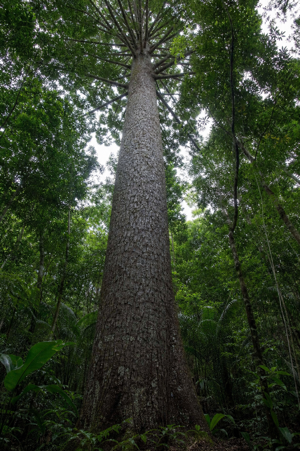 Mature Queensland Kauri tree with massive straight trunk and broad elevated rainforest crown