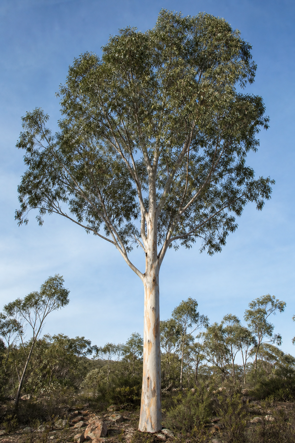 Mature Sugar Gum tree with smooth mottled bark in South Australian woodland