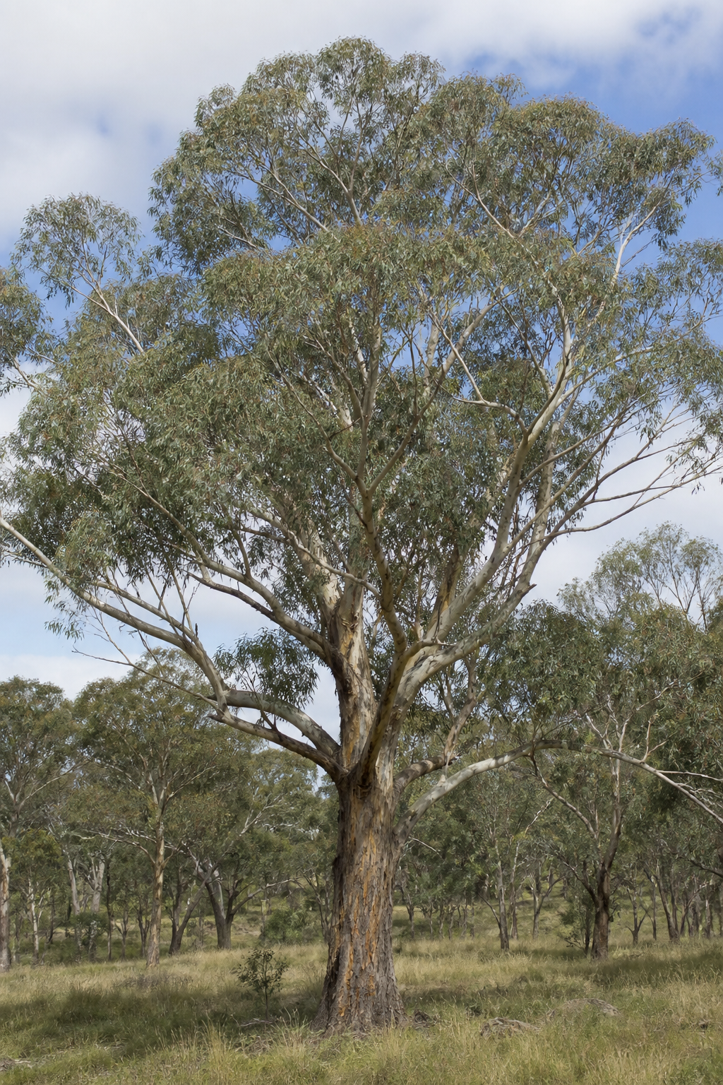 Mature Yellow Box tree with smooth mottled bark in South Australian woodland